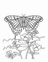 Coloring Pages Butterfly Butterflies Flowers Printable Flower Kids Print Sheets Drawing Adult Bestcoloringpagesforkids Coloringbay Spring Getdrawings Choose Board Popular sketch template