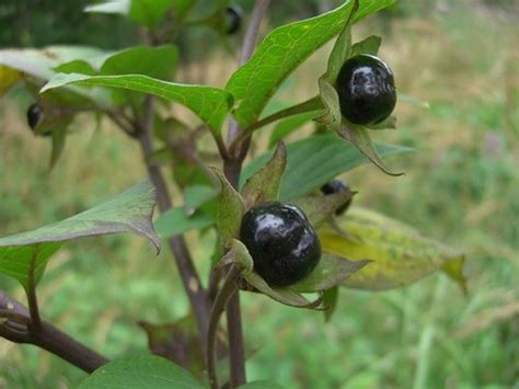 poisonous berries    descriptions caloriebee