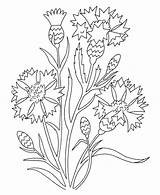 Fiori Cornflowers Guay sketch template