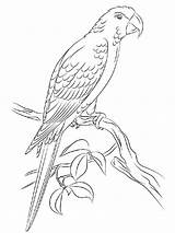 Macaw Coloring Pages Bird Printable Birds Template sketch template