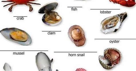 learning  vocabulary   basic seafood english lesson