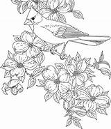 Coloring Cardinal Pages Flower Birds Dogwood State Bird Flowers Clipart Virginia Printable Sheets Adults Adult Printables American Cardinals Hummingbird Color sketch template