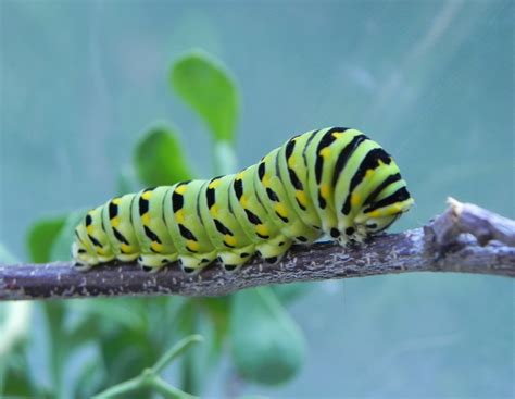 tywkiwdbi tai wiki widbee finally  black swallowtail caterpillar