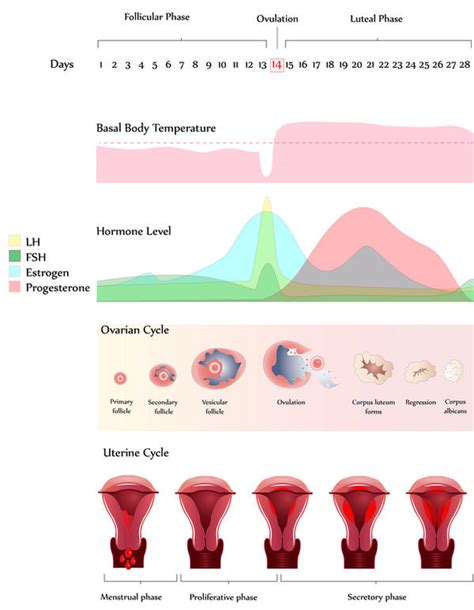 can cortisone delay my period things you didn t know