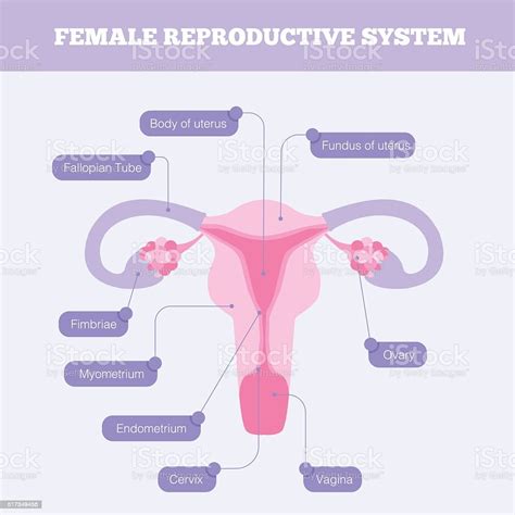 female reproductive system flat vector infographic stock illustration