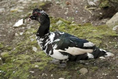 how to tell a male and female muscovy duck apart cuteness