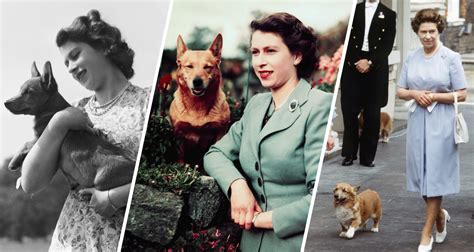 Queen Elizabeth Ii S Corgis Everything You Need To Know About The