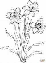 Narcissus Daffodil Supercoloring sketch template