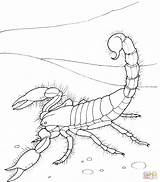 Scorpion Skorpion Ausmalbild Scorpions Einfacher Kolorowanki Riesenkalmar Ausmalen Supercoloring Kolorowanka Malvorlage Druku Ogle Kalmar Chang Jodi Colorier sketch template