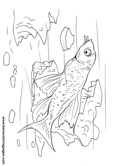 catfish  coloring pages