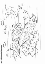 Catfish Coloring Pages Handout Below Please Print Click sketch template