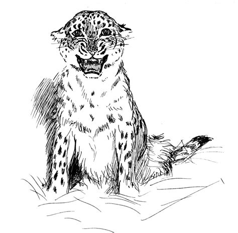 leopard  colouring pages