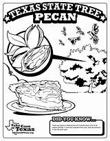 Pecan Scout sketch template