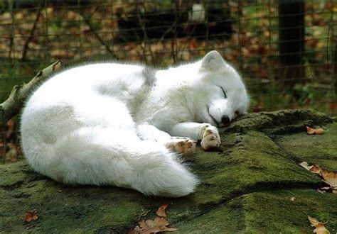 sleeping arctic fox raww