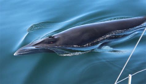 Minke Whale — Hebridean Whale And Dolphin Trust