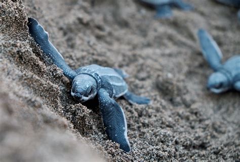 report   leatherback sea turtle populations  high extinction