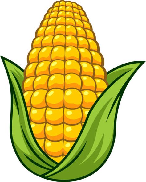 Corn Cob Illustrations Royalty Free Vector Graphics And Clip Art Istock