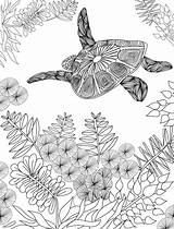 Turtle Colouring Coloring Adult Pages Sea Books Animal Choose Board Sheets sketch template