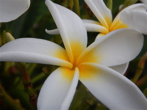 gorgeous hawaiian flowers enjoy earth