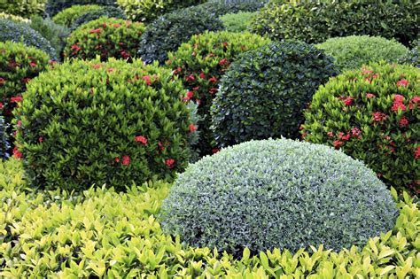 learn  landscaping shrubs