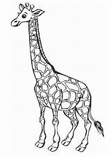 Giraffe Coloring Animal Pages sketch template
