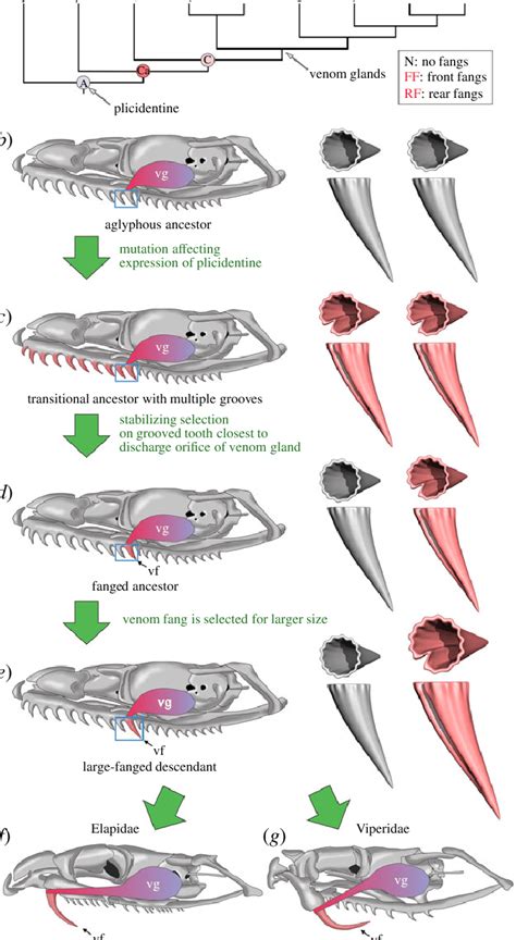proposed evolutionary hypothesis   origin  snake venom  scientific diagram