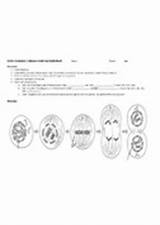 Worksheet Meiosis Chromosome Labeling Answers Coloring Worksheeto Via sketch template