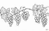 Coloring Grapevine Pages Printable Drawing sketch template