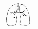 Lungs Humano Organs Lung Pulmão Pulmao Sketch sketch template