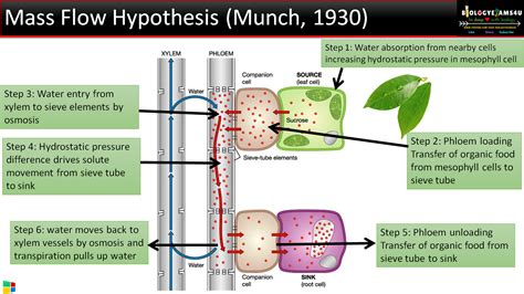 mass flow hypothesis munch hypothesis simple hypothesis plant