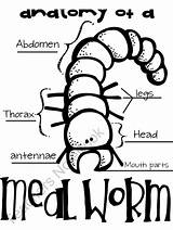 Mealworm Mealworms sketch template