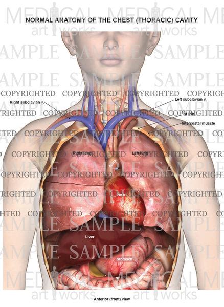 Normal Female Anatomy Of The Chest Thoracic Cavity And Lungs