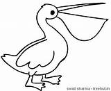 Pelican Coloring Template sketch template