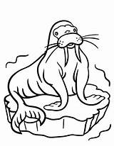 Walrus Coloring Pages Animal Animals Winter Artic Toddlers Color Easy Preschool Funny Colouring Arctic Kids Craft Printable Sheets Toddler Cool sketch template