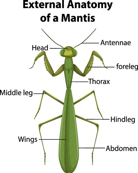external anatomy   mantis  white background  vector art  vecteezy