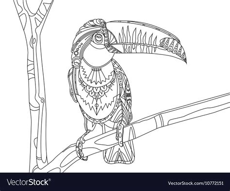 toucan coloring book  adults royalty  vector image