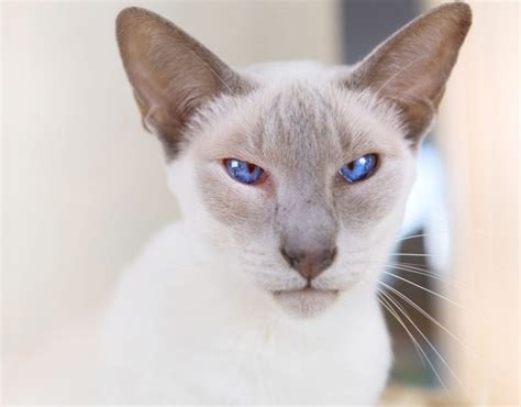 lilac point siamese cats kittenmeow