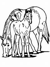 Paard Veulen Paarden Pferde Kleuren Ausmalbild Stimmen sketch template
