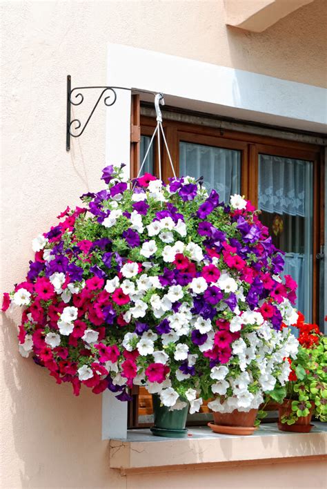 Pauline Fleischer Best Summer Flowers For Hanging Baskets 70 Hanging