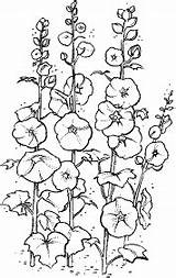 Drawing Hollyhocks Flower Hollyhock Draw Drawings Watercolor Flowers Stampin Clip Stamps sketch template