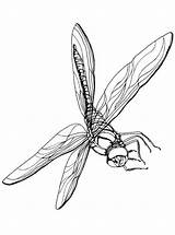 Libelle Dragonfly Libellen Kleurplaat Malvorlage Dragonflies Kleurplaten Ausmalbild sketch template