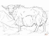 Coloring Yak Pages India Printable Drawing Popular Library Clipart Coloringhome Desen Iac sketch template