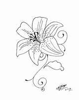 Lily Tattoo Tiger Drawing Stargazer Lilies Drawings Flower Coloring Outline Stencil Designs Tattoos Brisbane Stencils Flowers Lillies Getdrawings Astonishing Deviantart sketch template