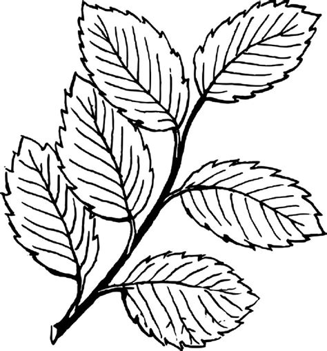 images  leaves coloring pages  pinterest beautiful