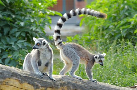 ring tailed lemur halls gap zoo grampians