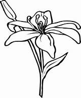 Flower Amaryllis Coloring Pages Stems Drawing Color Flowers Simple Drawings Colouring Clipart Clipartbest Beautiful Print Printables Clip Floral Choose Board sketch template