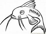 Catfish Printable Coloring Color Online Fish sketch template