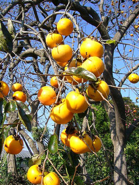 plant  grow persimmon growing persimmons  seed
