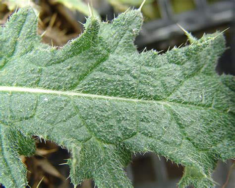 bull thistle cirsium vulgare plant pest diagnostics