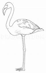 Step Draw Flamingos Dragoart sketch template